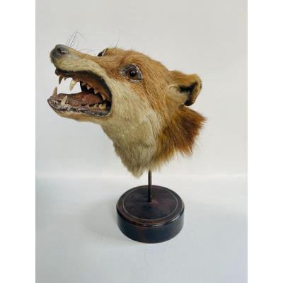 Fox Head